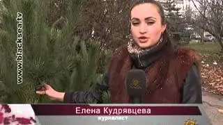 Открылись елочные базары