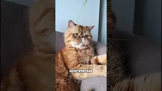 топ 4 самых красивых кошек