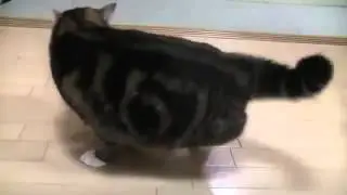 Упертый кот и коробки