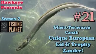 Fishing Planet #25 - S7 | Ghent-Terneuzen Canal: UNIQUE European Eel & Trophy Zander!