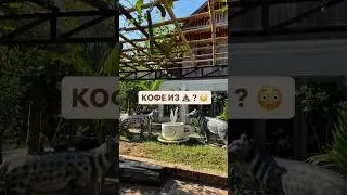 Самый дорогой кофе в мире!