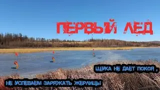 ПЕРВЫЙ ЛЁД. Зимняя рыбалка 2021 - 2022. Щука не даёт покоя, не успеваем заряжать жерлицы.