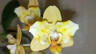 P.Little Emperor Oange Peloriq. Домашнее цветение