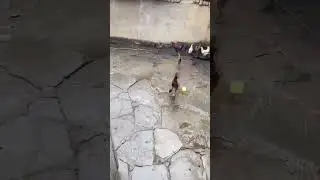 Коли купив нові кросівки і прийшов показувати їх пацанам😁