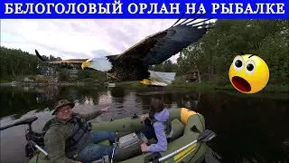 Аляска Кормим Белоголового Орла рыбой на рыбалке Анкоридж Озеро Sand Lake США