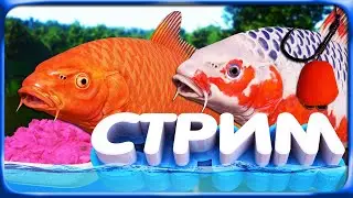 РР4 СТРИМ • Карпфишинг на Медном озере и Охота за Трофейным Осетром на Тунгусске!