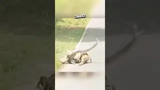 Удивительное спасение оленёнка 🥰 