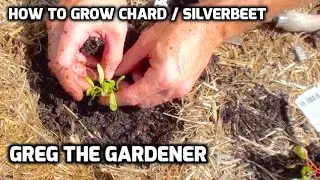 HOW TO GROW CHARD / SILVER BEET - Greg The Gardener