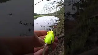 Ловля щуки на МЫШЬ не ЗАЦЕПЛЯЙКУ. КЛЮЁТ а НЕ ЛОВИТ. ВОТ И ВСЯ ЛЮБОВЬ. 