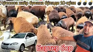 СУРХОНДАРЁ ХИСОРИ КУ́ЗИЛАРИ  БУНАКАСИ 2024-ЙИЛГАЧА БУ́ЛМАГАН 💣💣💣