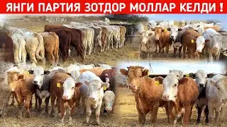 ЯНГИ ПАРТИЯ ЗОТДОР МОЛЛАР КЕЛДИ ОТАБЕК ОГАНИ ФЕРМАСИ !!! ХОРАЗМ БОЗОР