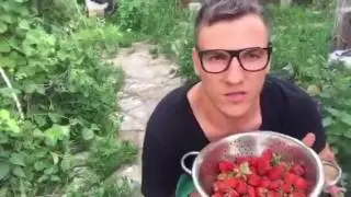 семейные посиделки /богатый урожай клубники !!! / Миняева Юлия / влог