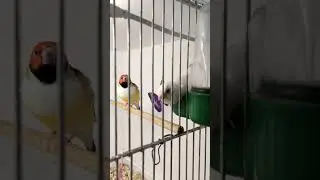 Никому не дам попить