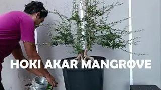 WIRING BONSAI HOKIANTEA AKAR MANGROVE