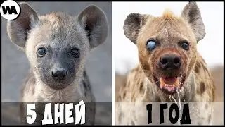 Вот Почему Гиены Не Хотят Взрослеть