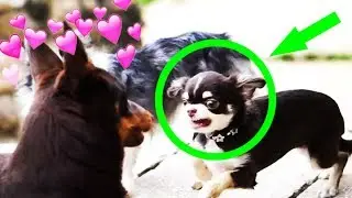 ЭПИК ВЛОГ ВРЕДНЫЙ РЕБЕНОК ЮМИ ДЕРЕТСЯ! ПОКЕМОН ОБЪЯВЛЯЕТ ВОЙНУ! МИШКА ЭЙВАН И СОФИ РОДИТЕЛИ