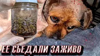 На собаке были тысячи клещей😱, 5 дней она не ела. Спасение бедняги🥺🙏