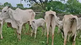 VACAS PARIDAS A VENDA