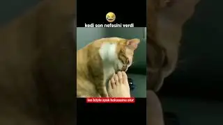 KEDİYİ NASIL BİLİRDİNİZ AYAK KOKUSU🤣EĞLENCELİ KEDİ VİDEOLARI🐱 ABON OL👇 #animals #catlover #trending