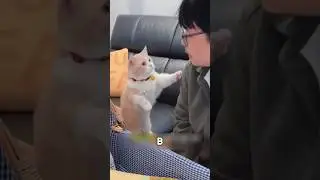 Кошка попросила папу сделать кое-что для неё 