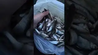 р.Сула 2024р