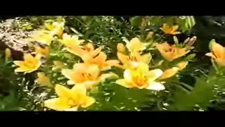 ОРАНЖЕВЫЕ ЛИЛИИ 2017 года       ORANGE LILIES 2017