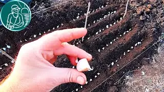 🧄 Planting winter garlic 🟥 Preparing the soil ⬛ Applying organic fertilizers 🟢 New experiences