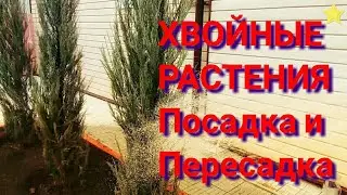 НОВЫЕ МОЖЖЕВЕЛЬНИКИ В САДУ Посадка и пересадка растений