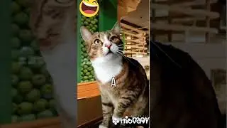 Опа Котики на Диете 