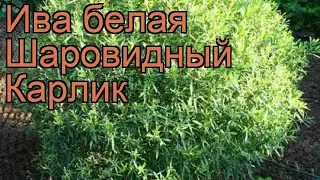Ива белая Шаровидный Карлик (salix alba) 🌿 обзор: как сажать, саженцы ивы Шаровидный Карлик