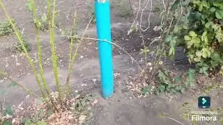 ОСІННЯ ОБРІЗКА ОЖИНИ.ПІДГОТОВКА КУЩІВ ДО ЗИМИ