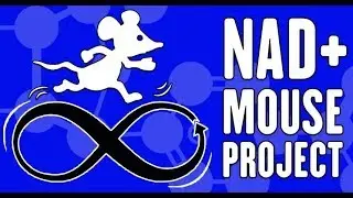 Может ли NMN продлить жизнь? | Дэвид Синклер, Гарвард | Кампания Lifespan.io
