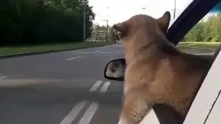 Зевс маламут за рулем
