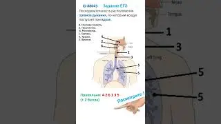 ID 88045 Дыхательные пути — рисунок