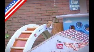 How to make a hamster wheel for cats: the best DIY cat toy - ep02 - Roland Master Maker