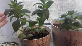 🌹ЗИМОВКА МОЕЙ ЭУСТОМЫ. НАЧАЛО ДЕКАБРЯ.