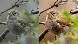 Photo Enhancement in Photoshop