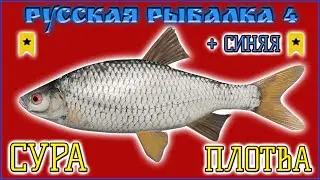 РР4 СУРА ПЛОТВА / РУССКАЯ РЫБАЛКА 4 РЕКА СУРА ПЛОТВА / RUSSIAN FISHING 4 COMMON ROACH SUPER TROPHY