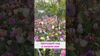 Цветущий сад в начале мая. Срочный выпуск на нашем канале! 