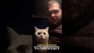 Дерзкий тип😹#мем #мемы #юмор #прикол #ор #лол #топ #топчик #кот #коты #котик #котики #котэ #котята