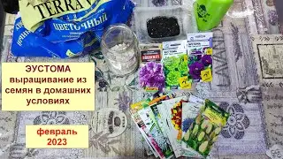 Эустома. Посадка семян на рассаду для горшка на балконе. Февраль 2023