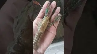Crayfish Molting #nature  #aquaculture