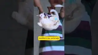 Kediler Nasıl Hep Dört Ayak Üstüne Düşer? 🐱🐾🐈🍃