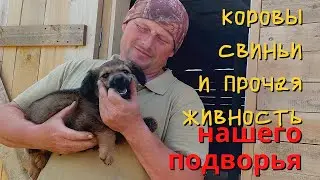 Обзор хозяйства. Коровы, вьетнамские поросята, кролики и кабан 