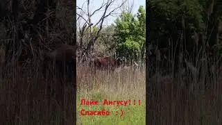 ОГО!!! Ангус из Австралии