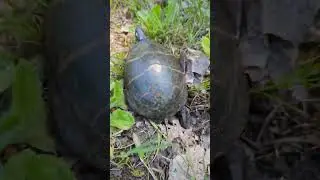 Painted Box Turtle 