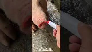 Makeup for Pigs 