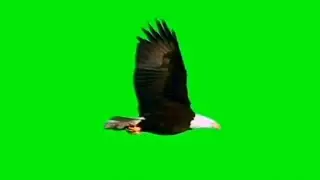Flying Eagle Green Screen