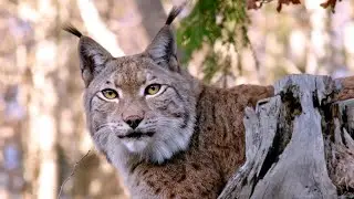 Le plus beau pays du monde - Plongez au coeur de la vie sauvage française