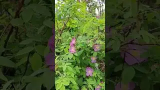Шиповник и у нас зацвёл 